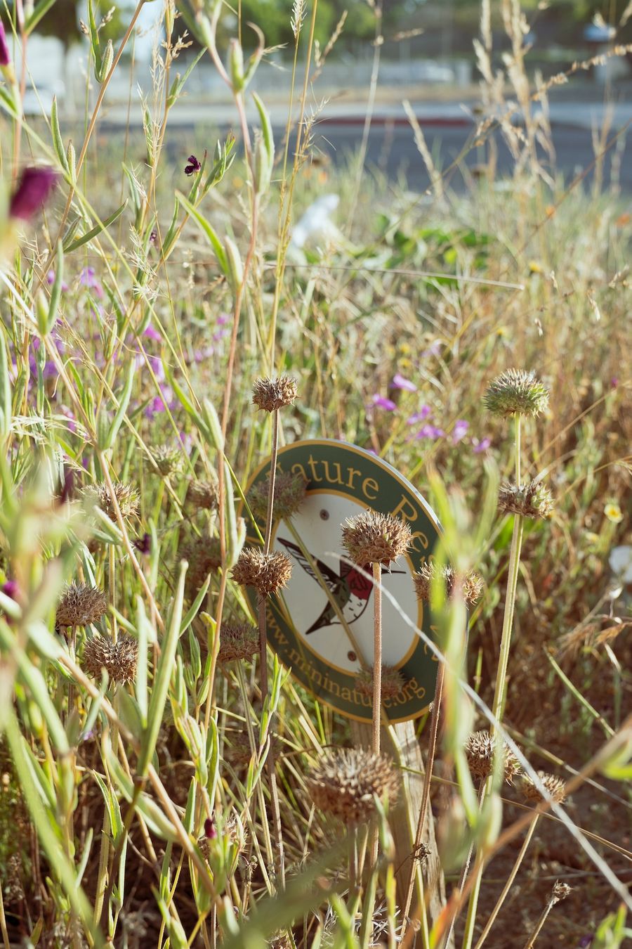 Foolproof Guide to Creating a MiniNature Reserve | Mininature Reserve